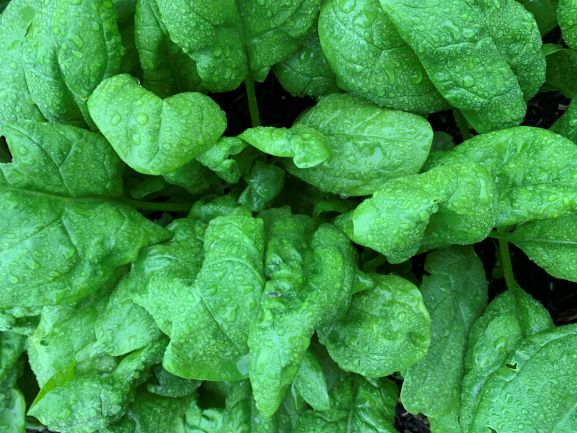spinach
