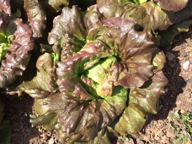 Lettuce – red Grenoble – Dean Food Hub – South