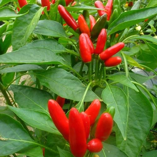 1L Etna Chilli Plant – Dean Forest Food Hub – South