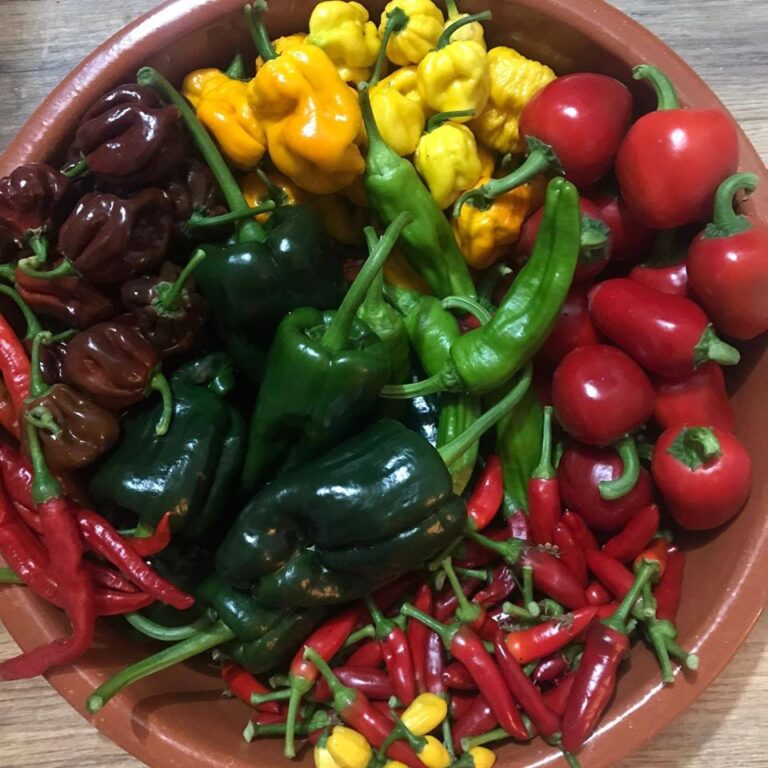 Fresh Chilli Pods – mixed hot. 10 for £6 – Dean Forest Food Hub – South