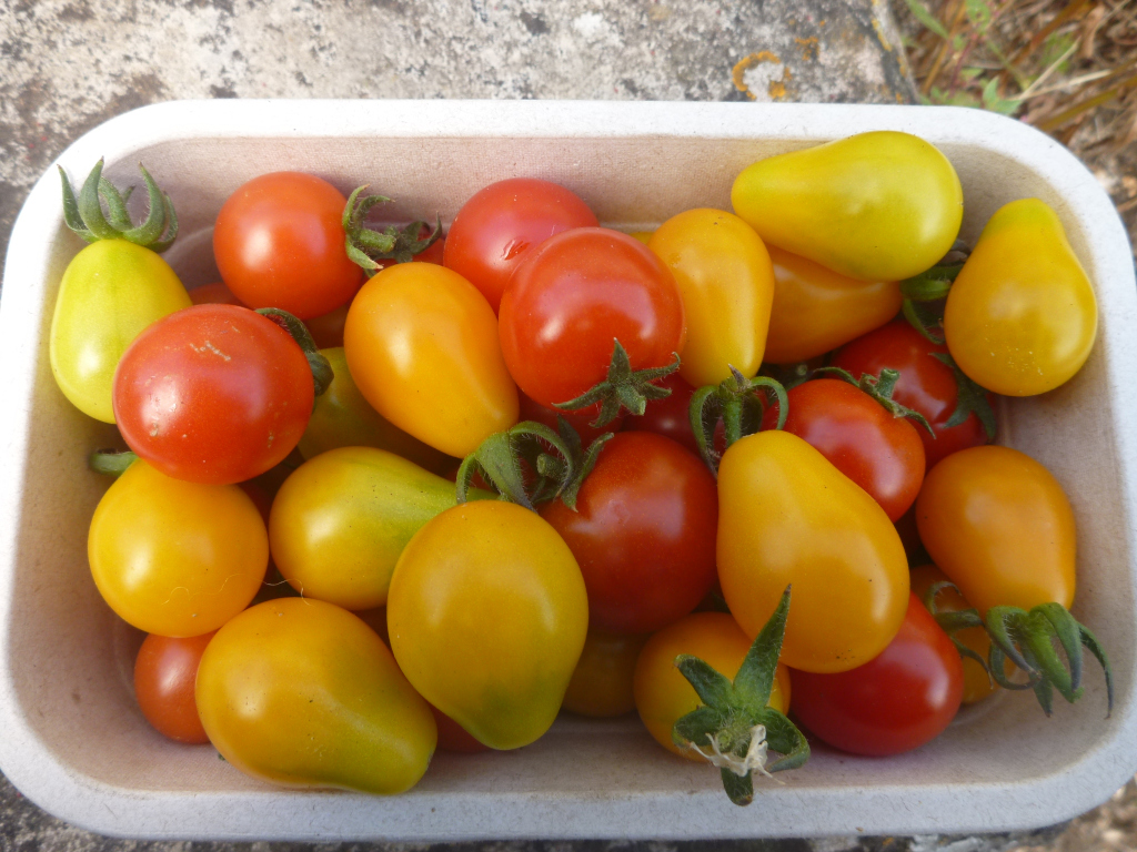 toms cherry