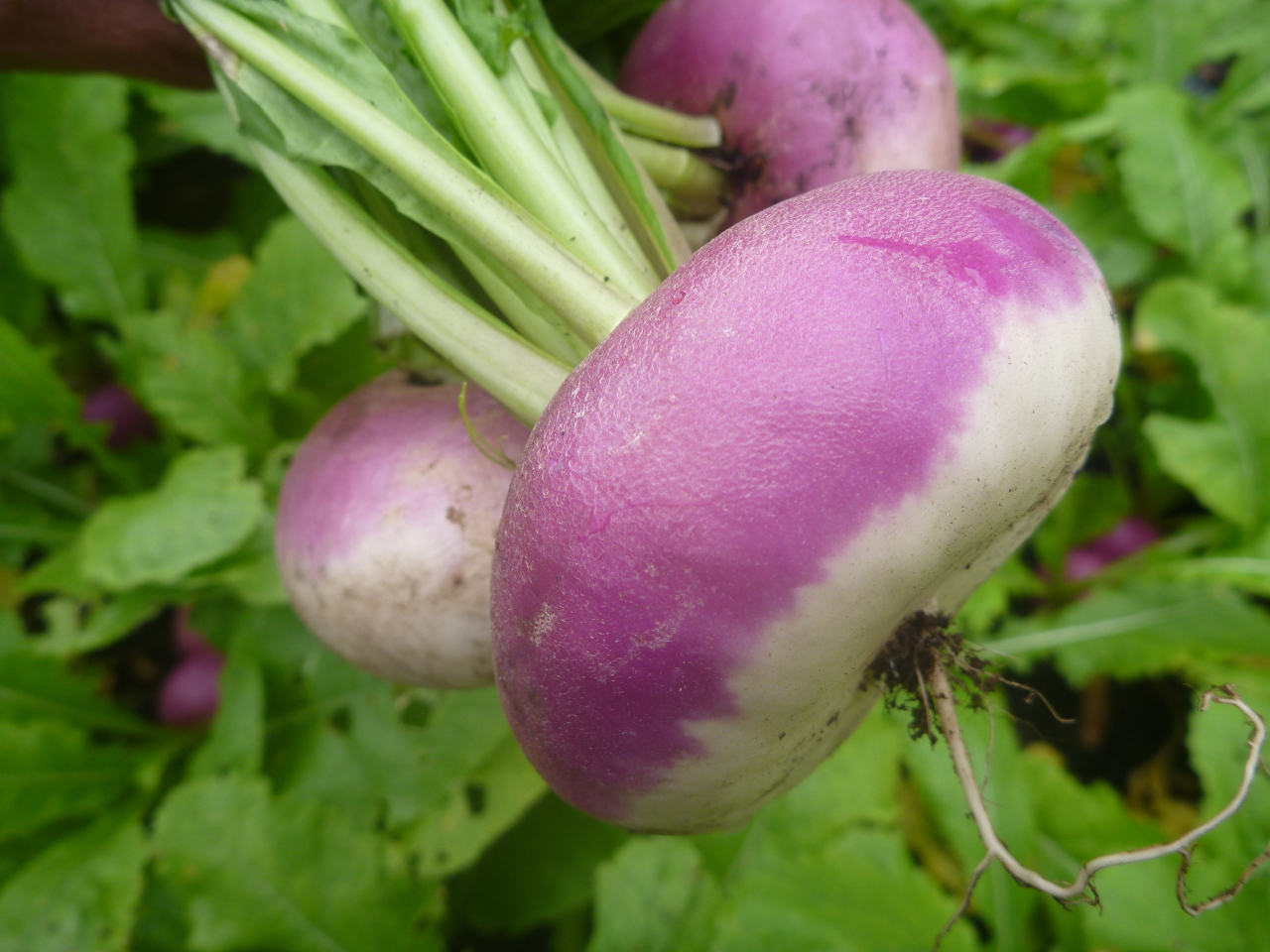 turnip1