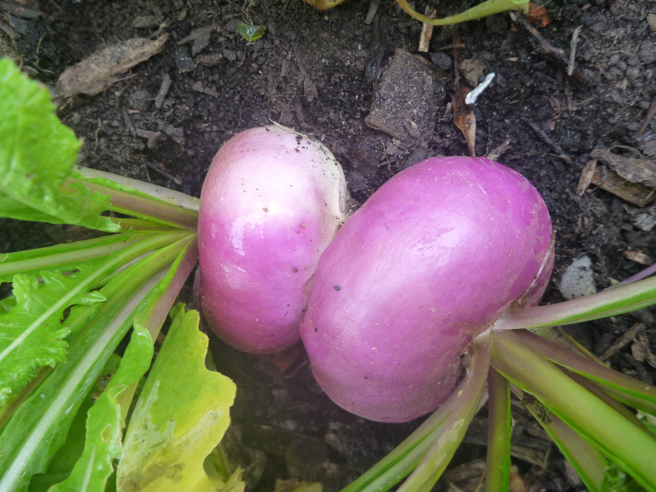 turnip2