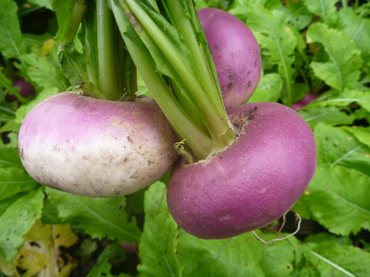 turnip3