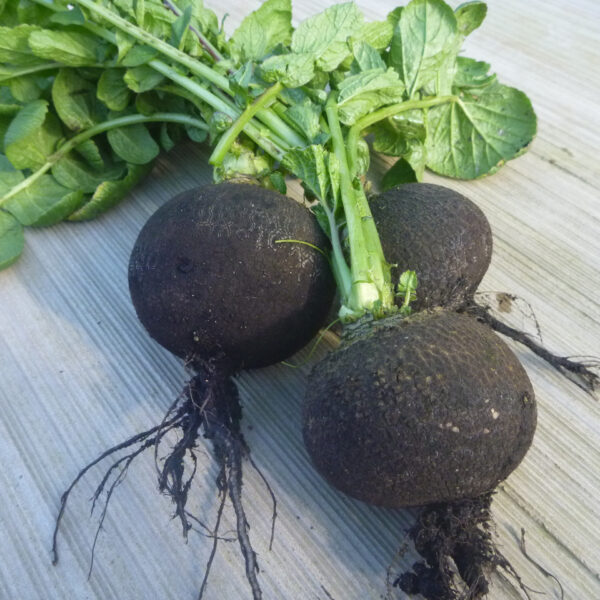Black Spanish Radish Dean Forest Food Hub South