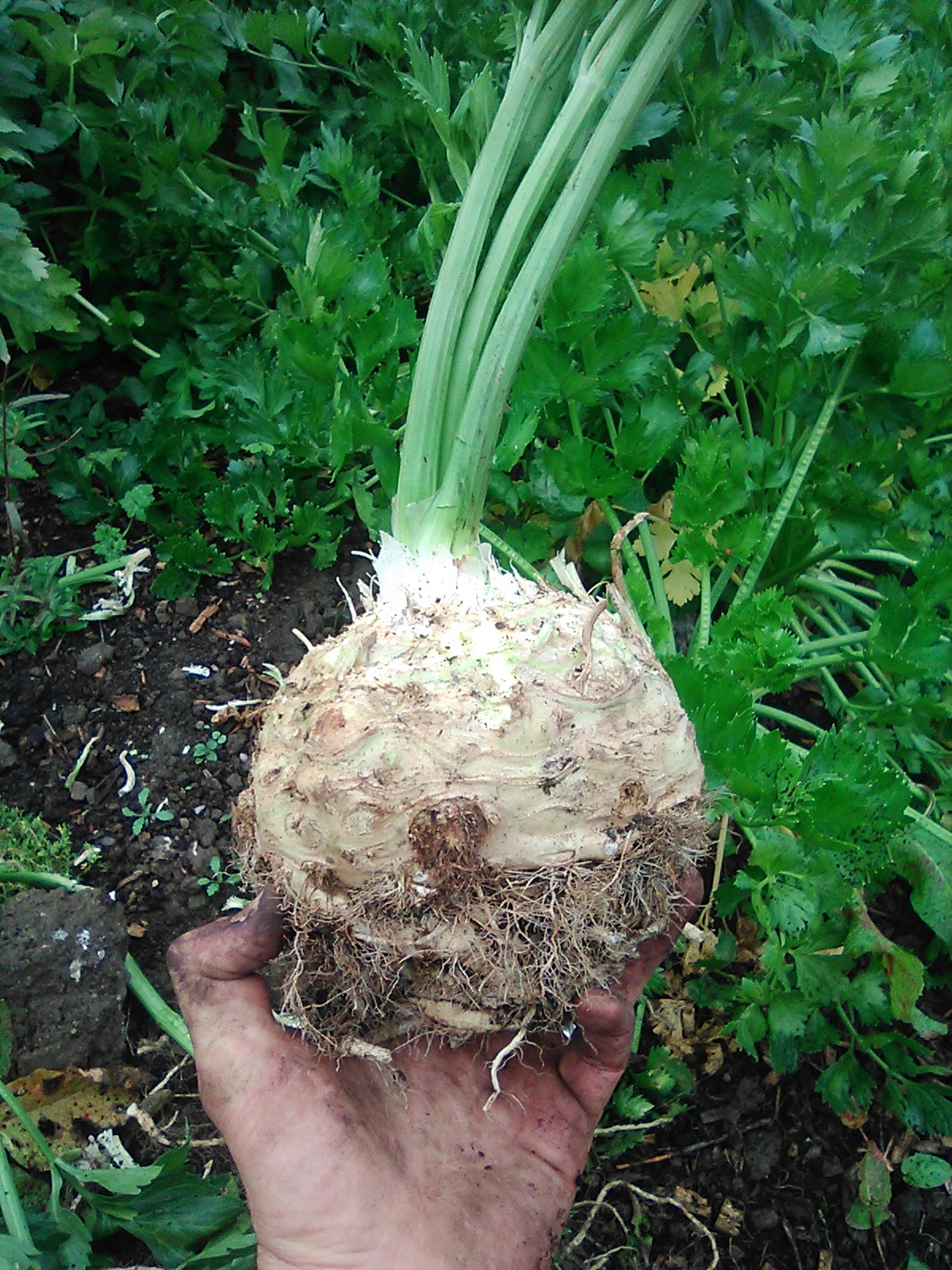 celeriac3