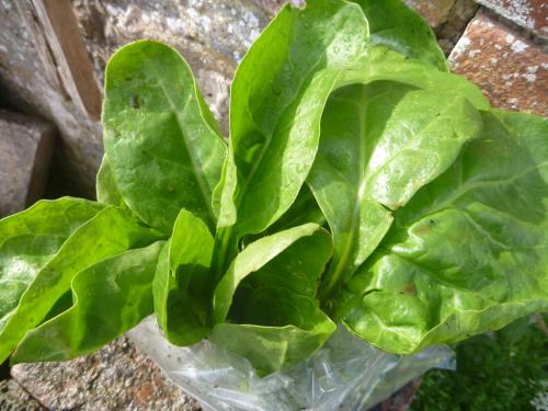 perpetual spinach