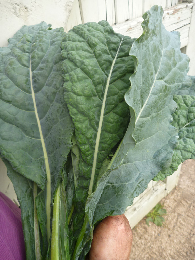 Cavolo Nero Kale, 240g Dean Forest Food Hub South