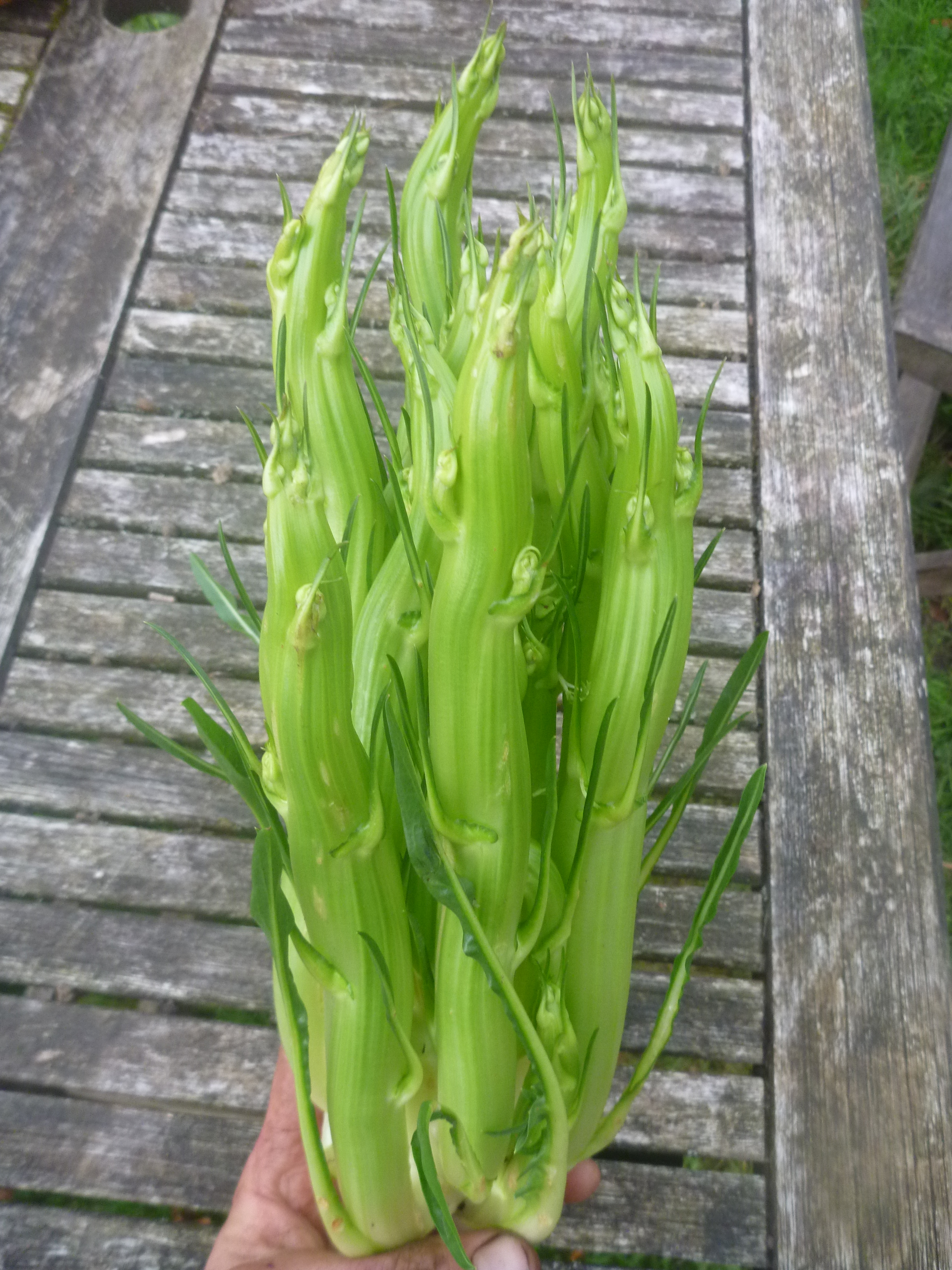 puntarelle