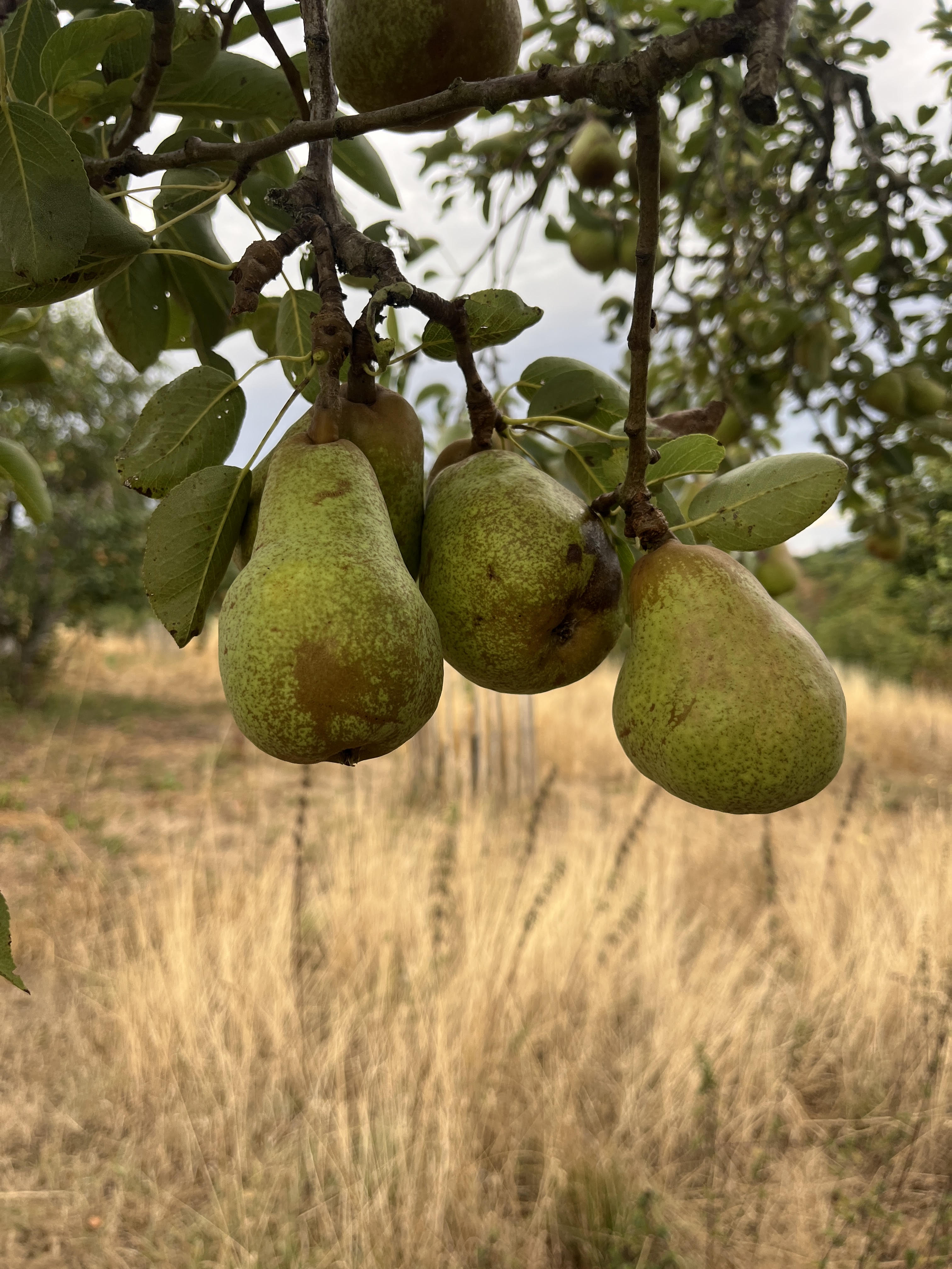 pears 1